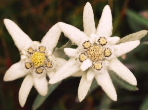 Flor de Edelweiss  