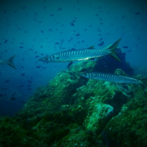 Banco de peces