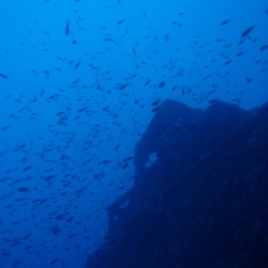 Gran banco de peces
